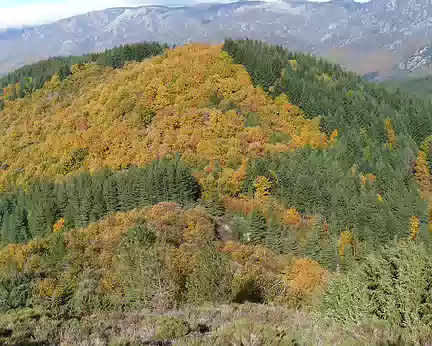 PXL049 Splendeur des arbres en automne